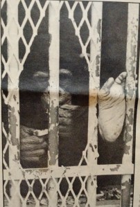 Chimpanzee at Lowry Park Zoo - 1972