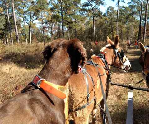 Joy on the wagon-min