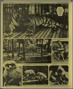 Candler Zoo filtered