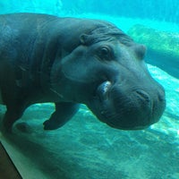 hippo