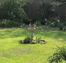 Cedar waxwings at the birdbath